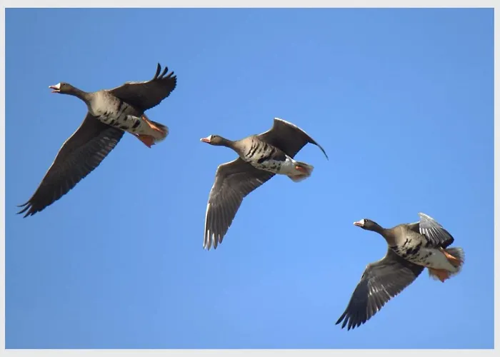 Gaestehaus Am Gæstehus